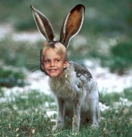 jack_rabbit500 copy.jpg